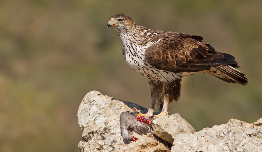 Bonelli's Eagle in April 2017 by Paul Cools · iNaturalist