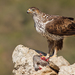 Bonelli's Eagle - Photo (c) Paul Cools, some rights reserved (CC BY-NC), uploaded by Paul Cools