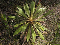 Espeletia corymbosa