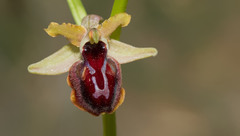 Ophrys sphegodes passionis