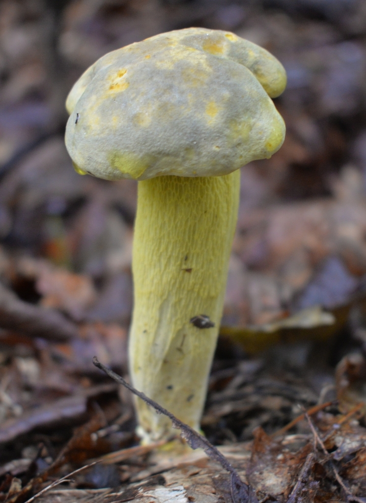 Ornate-stalked bolete · July 2026 · photo: Photo: (c) Ben Gruhot, some rights reserved (CC BY) · iNaturalist