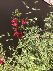 Salvia microphylla microphylla