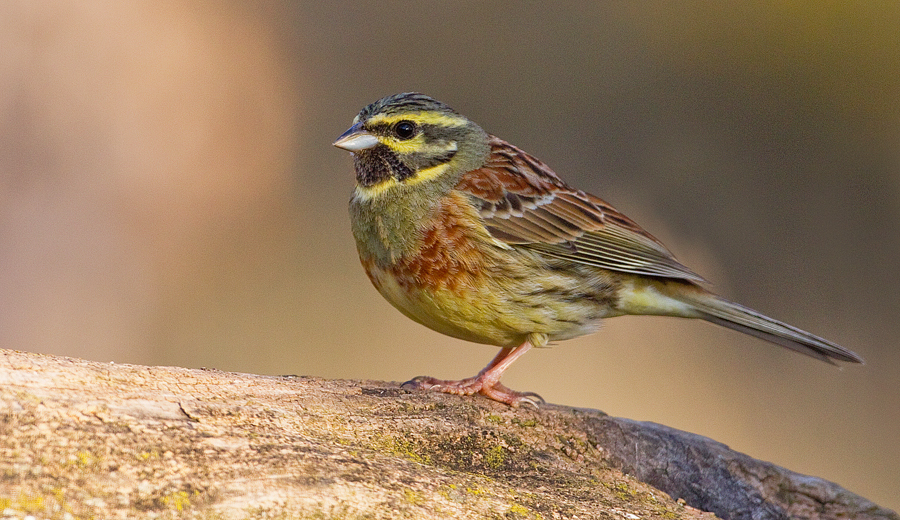 Cirl Bunting