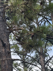 (c) sblumen, some rights reserved (CC BY) Pinus echinata, photograph (c) sblumen, some rights reserved (CC BY)