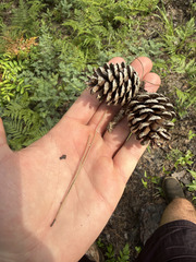 (c) sblumen, some rights reserved (CC BY) Pinus echinata, photograph (c) sblumen, some rights reserved (CC BY)