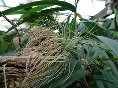 Tillandsia argentea