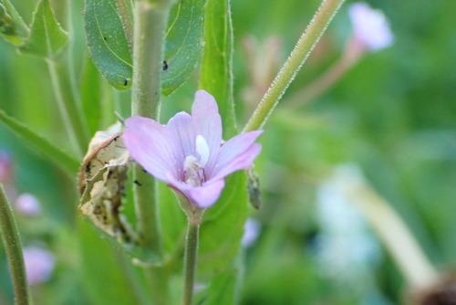 iNaturalist observation photo of fringed willowherb