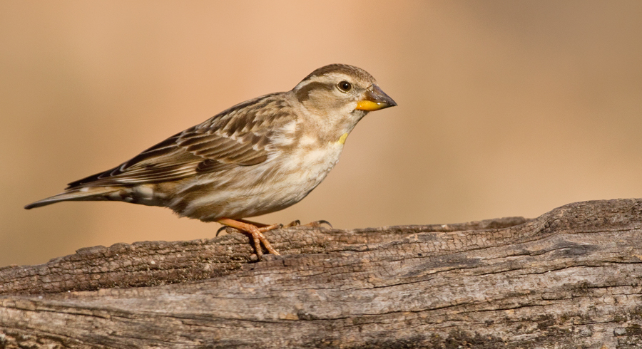 Rock Sparrow