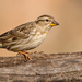 Rock Sparrow - Photo (c) Paul Cools, some rights reserved (CC BY-NC), uploaded by Paul Cools