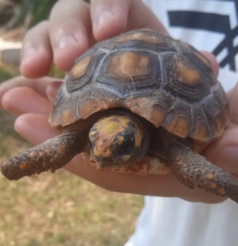Red-footed Tortoise