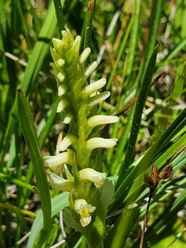 iNaturalist observation photo of Hooded Ladies' Tresses