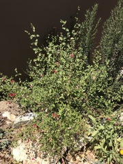 Salvia microphylla microphylla