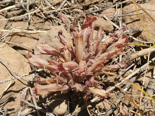 iNaturalist observation photo of Flat-top Broomrape