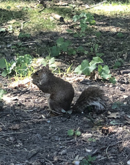 Sciurus carolinensis