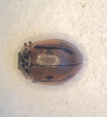 Mulsantina hudsonica