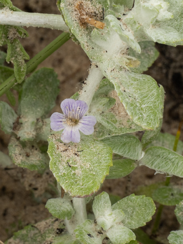 Stemodia lanata, photograph 2