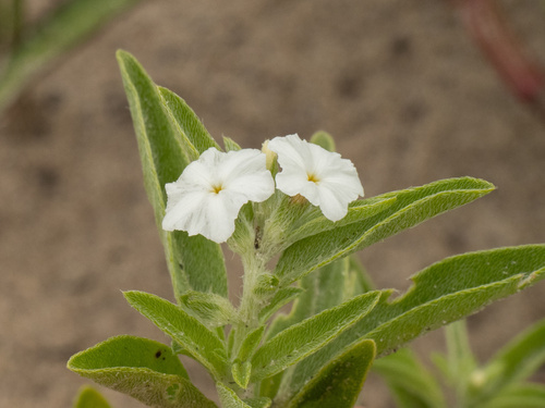 Coastal plain heliotrope (Euploca racemosa)
