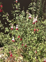 Salvia microphylla microphylla