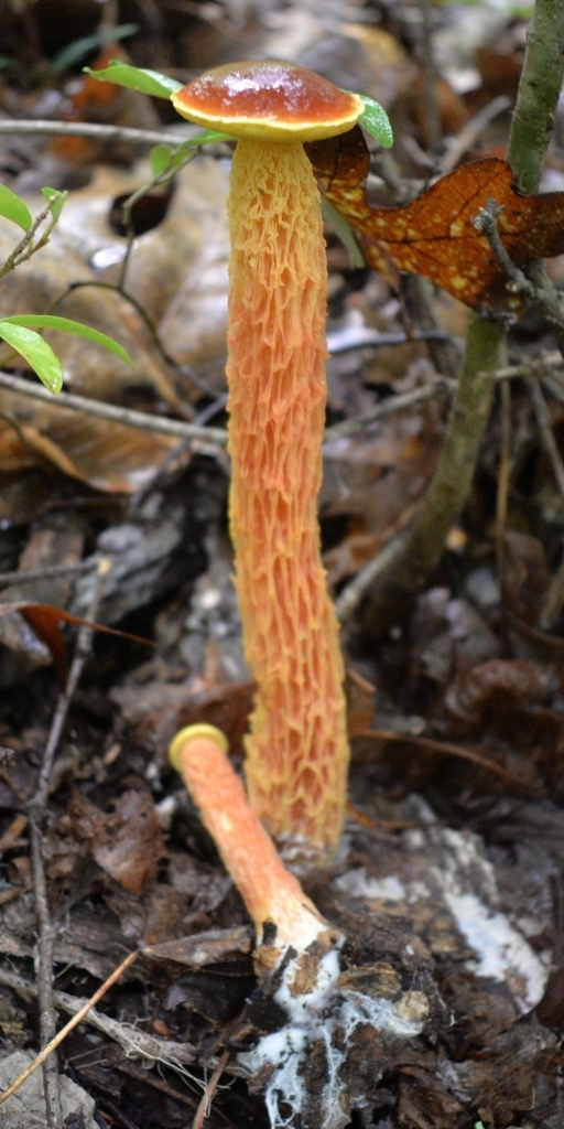 shaggy-stalked bolete · July 2026 · photo: Photo: (c) Ben Gruhot, some rights reserved (CC BY) · iNaturalist