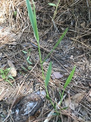 Amphicarpum muehlenbergianum