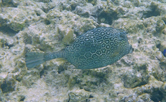 Acanthostracion polygonium