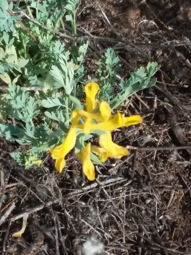 golden corydalis from Riverfronte Estates Inc, Albuquerque, NM 87114, USA on April 27, 2020 at