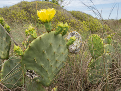Opuntia × alta