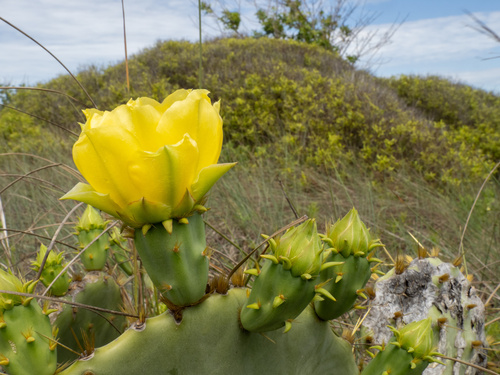 Opuntia × alta, photograph 1