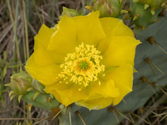Opuntia × alta, photograph (c) Turner Brockman, some rights reserved (CC BY-SA)