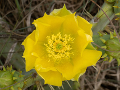 Opuntia × alta, photograph (c) Turner Brockman, some rights reserved (CC BY-SA)