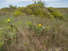 Opuntia × alta, photograph (c) Turner Brockman, some rights reserved (CC BY-SA)
