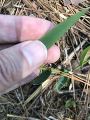 Amphicarpum muehlenbergianum