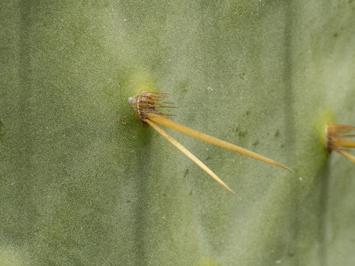 Opuntia × alta, photograph 5