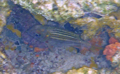 Neoniphon vexillarium