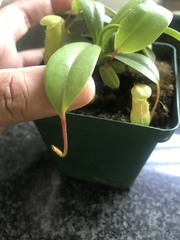 Nepenthes alata × ventricosa
