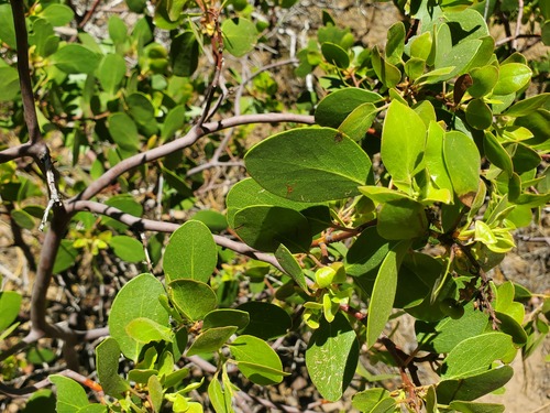 iNaturalist observation photo of greenleaf manzanita