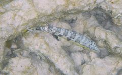 Serranus tigrinus