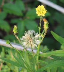 Pyrrhopappus pauciflorus