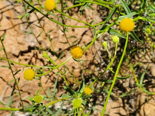 iNaturalist observation photo of western rayless fleabane