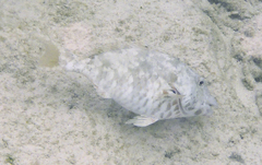 Sparisoma chrysopterum