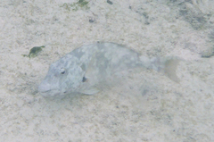 Sparisoma chrysopterum