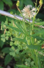 Pyrrhopappus pauciflorus