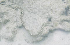 Myrichthys breviceps