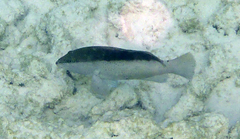 Cephalopholis fulva