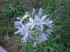 Amsonia longiflora