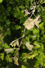 Podosphaera clandestina