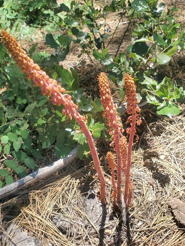 iNaturalist observation photo of woodland pinedrops