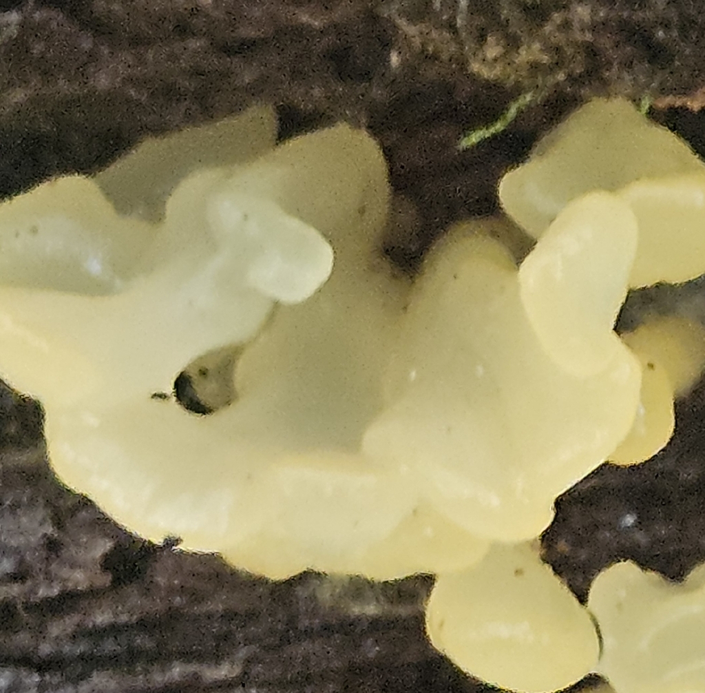 white jelly fungus · July 2026 · photo: Photo: (c) willingarden, some rights reserved (CC BY) · iNaturalist