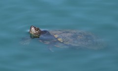 Trachemys scripta elegans