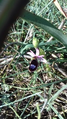 Ophrys bertolonii